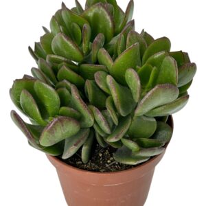 crassula ovata obliqua