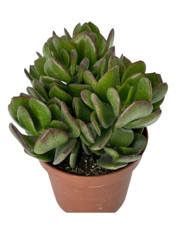 crassula ovata obliqua