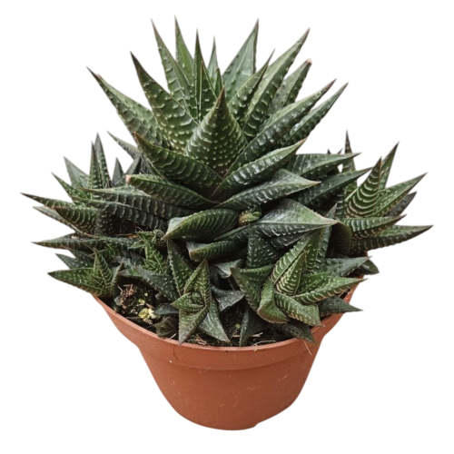 HAWORTHIA FONDO